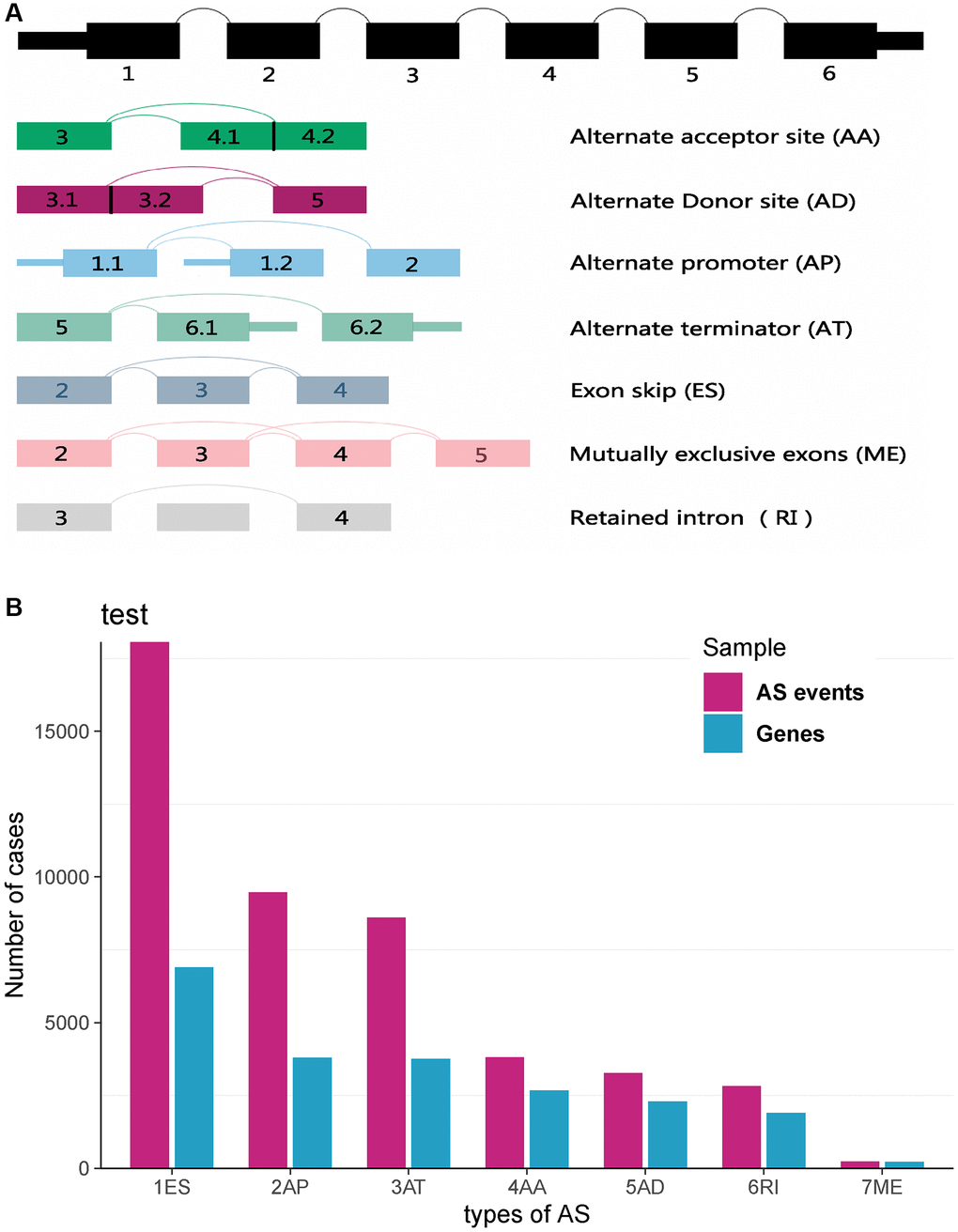Landscapes of AS events profiles in TCGA-KIRC dataset. (A) Schematic diagram of seven types of AS events, that is AA (Alternate Acceptor site), AD (Alternate Donor site), AP (Alternate Promoter), AT (Alternate Terminator), ES (Exon Skip), ME (Mutually Exclusive Exons) and RI (Retained Intron). (B) Overview of AS events in TCGA-KIRC dataset.