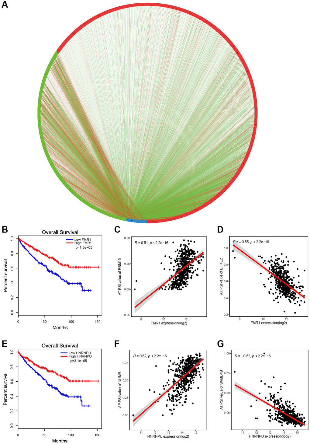 AS correlation network in KIRC. (A) Splicing correlation network in KIRC. The expression of all the prognostic-related splicing factors (blue dots) was negatively (green line) or positively (red line) associated with PSI value of all the favorable prognosis and adverse AS events (red dots and green dots, respectively). (B, E) Using the GEPIA tool to analyze the prognosis of splicing factors FMR1 and HNRNPU, respectively. (C, D, F, G) Representative dot plots of correlations between expression of SFs FMR1 or HNRNPU and PSI value of AS events (P 