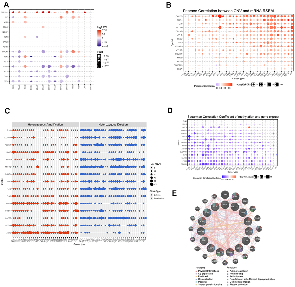 Dysregulation, mutation, and methylation of disulfidptosis-related genes in cancers. (A) Expression of disulfidation-related genes in multiple cancerous and normal tissues. (B) Bubble chart showing the correlation between CNV and the expression of disulfidptosis-related genes. (C) Heterozygous and homozygous amplification/deletion of disulfide-related genes in multiple cancers. (D) Bubble chart showing the correlation between methylation of the 15 disulfide-related molecules and mRNA expression. (E) PPI network of 15 disulfide-related genes.