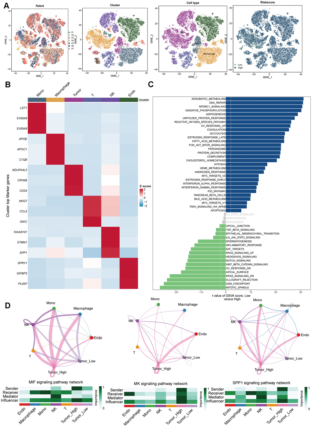 Single-cell RNA-sequencing data analysis. (A) Plots of 7 patients, 11 cell clusters, 6 cell types and different DRS level using t-SNE. (B) Marker gene heatmap of each cell subpopulation. (C) Gene set variation analysis of renal cancer cells with different levels of DRS. (D) Cellular interaction networks between renal cancer cells with different DRS levels and other cells in the MIF, MK, and SPP1 signaling pathways.