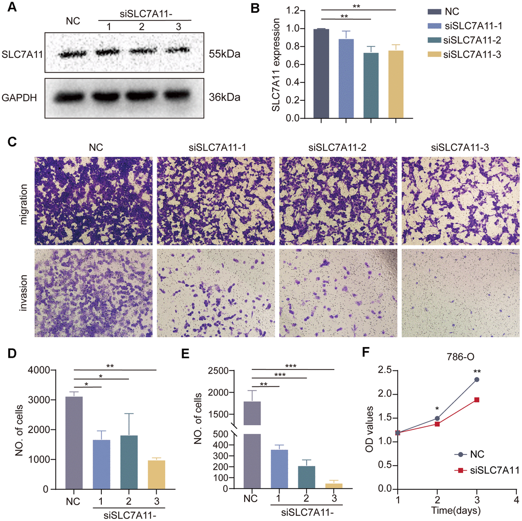 Effect of SLC7A11 knockdown on the migration, invasion, and proliferation of renal cancer cells. (A, B) Western blotting. (C) Transwell assay was performed to determine cell migration (D) and invasion (E). (F) Crystal violet assay to detect the proliferative capacity of renal cancer cells.
