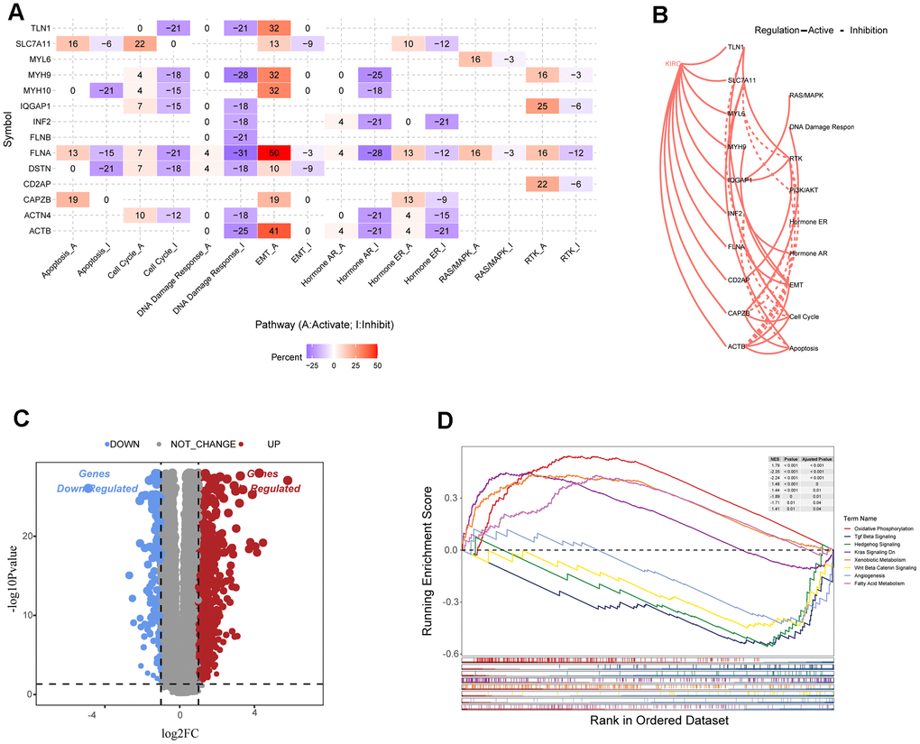 Analysis of disulfide-related signaling pathways. (A) Heatmap showing the correlation between the expression levels of 15 disulfidoptosis-related molecules in important cancer signaling pathways. (B) Correlation between 15 disulfidation-related molecules in ccRCC and important cancer signaling pathways. The solid line represents activation and the dashed line represents inhibition. (C) Volcano plot of DEGs between the two clusters. (D) GSEA enrichment analysis of specific biological pathways in the two disulfidptosis phenotypes.