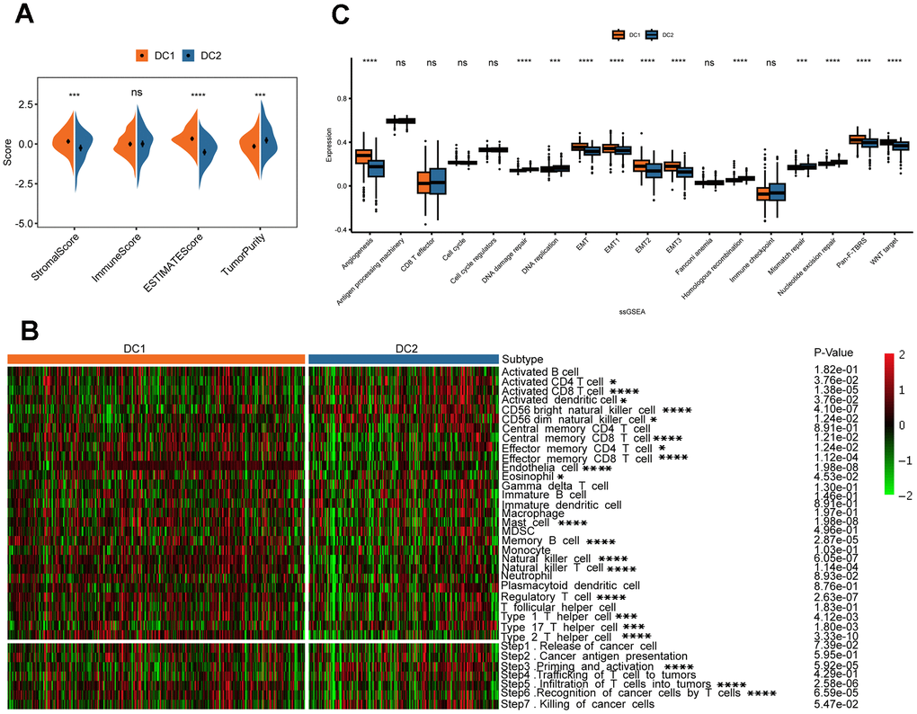 Variations in TME in the two disulfidptosis phenotypes. (A) The result of estimation between the two disulfidoptosis phenotypes from TCGA-KIRC datasets. ns, p > 0.05; ***p  0.001, ****p  0.0001. (B) The heatmap showing the frequency of TME-infiltrating cells and cancer immune cycle among the two disulfidoptosis phenotypes based on ssGSEA. (C) The Wilcox test was used to evaluate the TME-related scores of different disulfidoptosis patterns. ns, p > 0.05; ***p  0.001, ****p  0.0001.