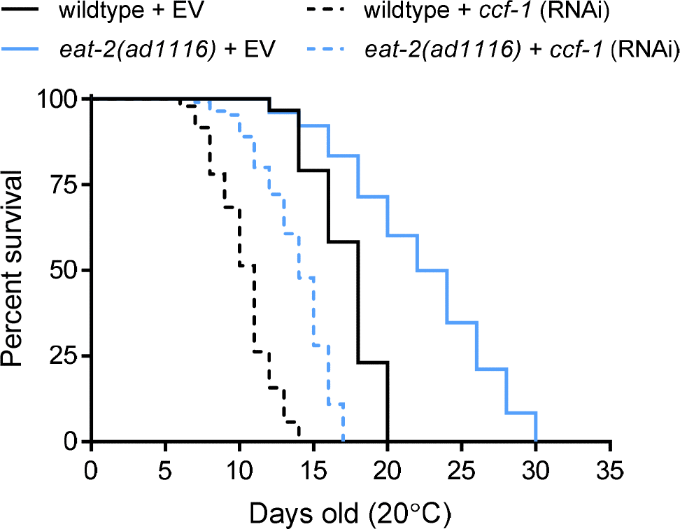 Effects of ccf-1 knockdown on the lifespan of N2 wildtype and eat-2(ad1116) mutant. N = 84-121 worms scored per condition. EV = empty vector.