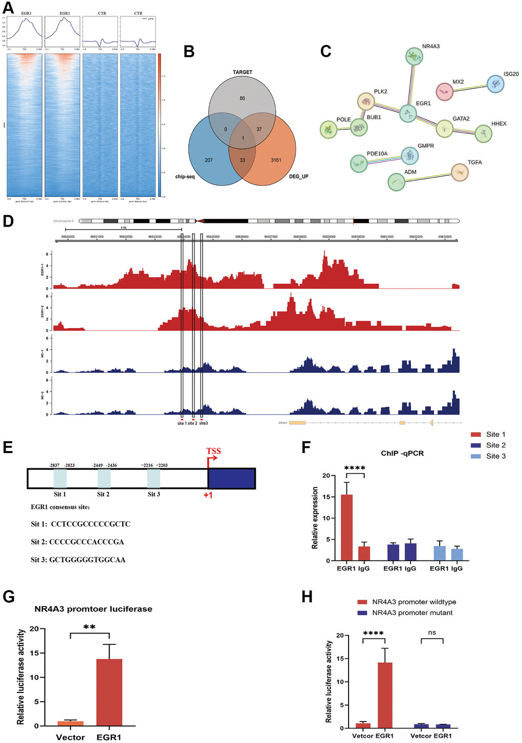 RNA-seq and ChIP-seq were performed to screen the downstream target genes of EGR1. (A) Heatmap analysis was performed using DeepTools software to compare the signal intensity adjacent to the transcription start site between the EGR1 overexpression and control groups. (B) Venn diagram showing screened candidate genes identified by the intersection of Chip-seq and RNA-seq data. (C) Protein-protein interaction analysis indicating interactions between candidate genes and EGR1. (D) Potential binding sites for EGR1 on the nuclear receptor 4A3 (NR4A3) promoter were identified using the JASPAR database to analyze the ChIP-seq data. (E) Schematic diagram of three potential EGR1 binding sites (site 1, site 2, and site 3) in the NR4A3 promoter. (F) ChIP-qPCR was utilized to assess the binding of EGR1 to the NR4A3 promoter region. (G) The activation effect of EGR1 on the NR4A3 promoter was evaluated using a dual-luciferase reporter assay. (H) NPCs were transfected with plasmids containing either the full-length or site 1-mutated NR4A3 promoter to measure the luciferase activity of the NR4A3 promoter upon EGR1 overexpression. The data are expressed as the mean ± SD (n = 3). **p ****p 