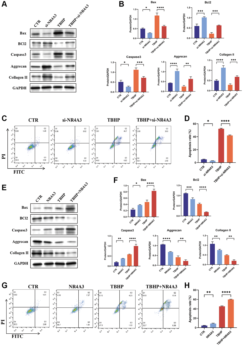 NR4A3 regulates NPC apoptosis and ECM synthesis. (A) NPCs were transfected with 25 nM CTR siRNA or NR4A3 siRNA-1 for 24 hours and then treated with 50 μM TBHP for 24 hours before protein extraction. The protein expression levels of Bax, Bcl-2, caspase 3, aggrecan, and collagen II were determined by western blotting. (B) Quantitative analysis of Bax, Bcl-2, caspase 3, aggrecan, and collagen II protein levels. (C) Representative flow cytometry images showing that NR4A3 siRNA protected NPCs from TBHP-induced apoptosis. (D) Quantitative analysis of the NPC apoptosis rate. (E) NPCs were transfected with 5 μg of the NR4A3 expression plasmid or the corresponding control vector. After 48 hours, the cells were treated with 50 μM TBHP for 24 hours. Total cellular proteins were extracted, and the expression levels of Bax, Bcl-2, caspase-3, aggrecan, and collagen II were determined by western blotting. (F) Quantitative analysis of Bax, Bcl-2, caspase-3, aggrecan, and collagen II protein levels. (G) Representative flow cytometry images showing that overexpression of NR4A3 increased TBHP-induced apoptosis in NPCs. (H) Quantitative analysis of the NPC apoptosis rate. The data are expressed as the mean ± SD (n = 3). *p **p ***p ****p 