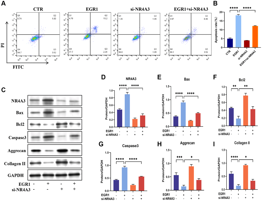 NR4A3 is necessary for EGR1-induced apoptosis and the impairment of ECM synthesis metabolism in human NPCs in vitro. (A) NPCs were transfected with EGR1 overexpression plasmids and NR4A3 siRNA, followed by flow cytometry analysis to determine the percentage of apoptotic cells in the different groups. (B) Quantitative analysis of the NPC apoptosis rate. (C) Western blot analysis was performed to determine the protein expression levels of NR4A3, Bax, Bcl-2, caspase-3, aggrecan, and collagen II in the different treatment groups. (D–I) Quantitative analysis of the NR4A3, Bax, Bcl-2, caspase-3, aggrecan, and collagen II protein levels. The data are expressed as the mean ± SD (n = 3). *p **p ***p ****p 