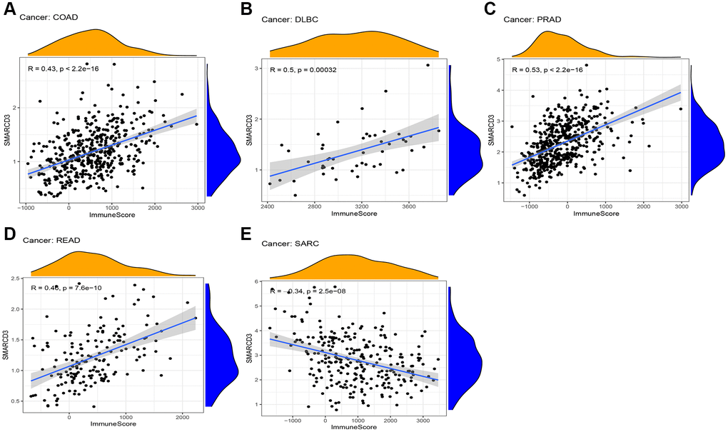 Correlation between ImmuneScore and SMARCD3 expression in 5 cancers. (A) COAD; (B) DLBC; (C) PRAD; (D) READ; (E) SRAC.