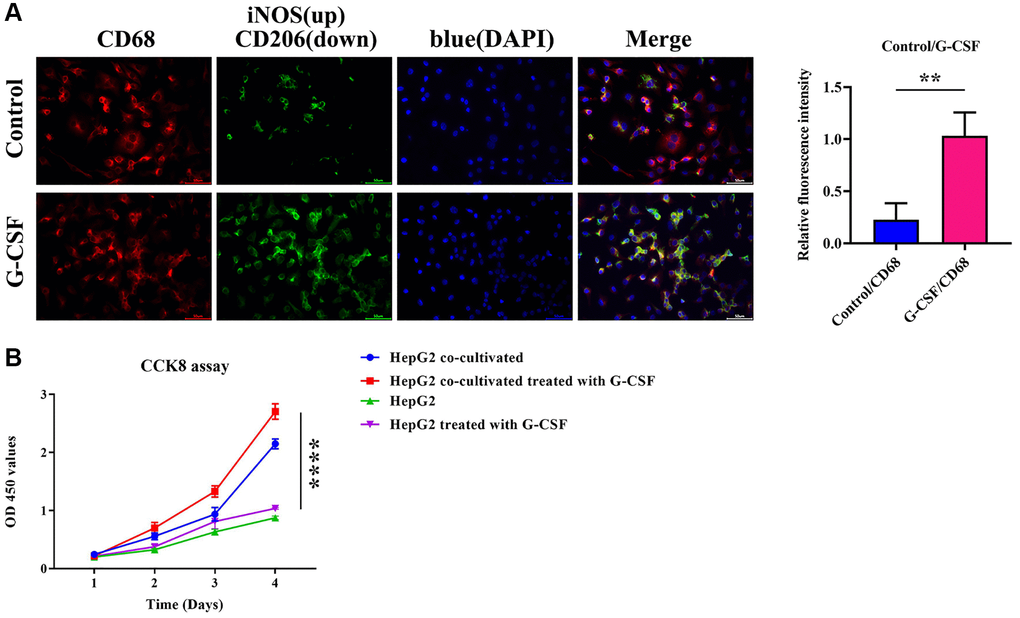 Immunofluorescent determination of iNOS (depicted in green)/CD68 (depicted in red) and mannose (depicted in green)/CD68 (depicted in red) expression in macrophages. (A) Immunofluorescence description of iNOS and mannose and quantitative analysis of the relative immunofluorescence intensities of iNOS and mannose. (B) Evaluation of the proliferative ability of HepG2 cells co-cultured with CCK8 detection. The P-value is less than 0.05.