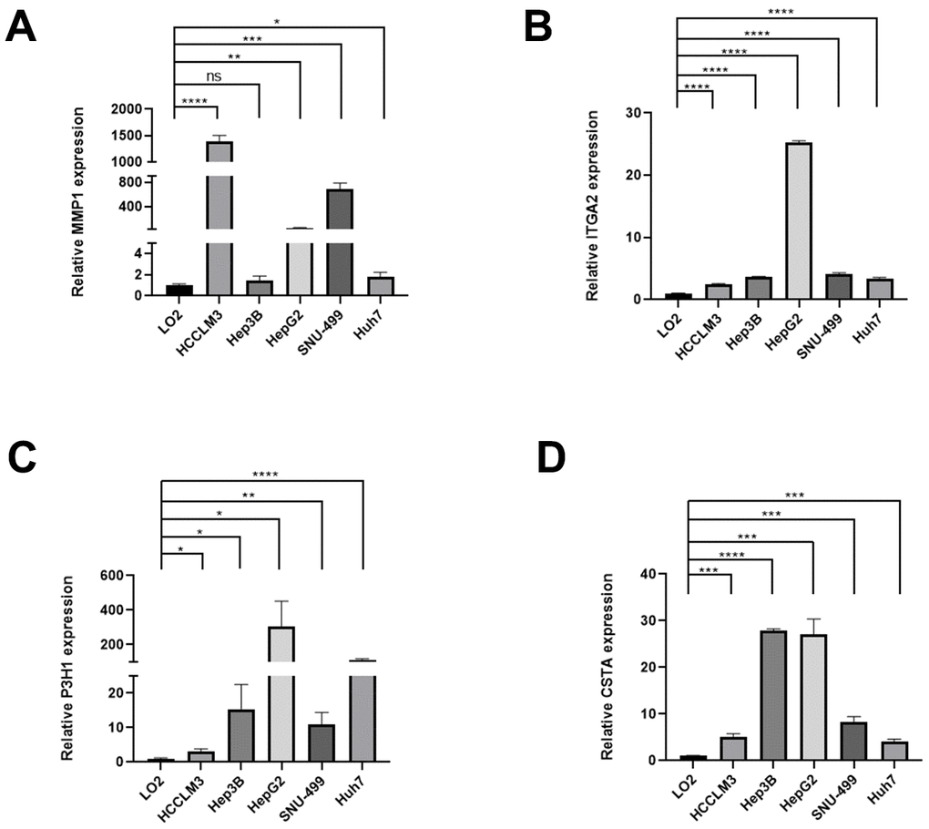 The expression differences of normal liver and HCC cell lines. The expression differences of MMP1 (A), ITGA2 (B), P3H1 (C), and CTSA (D) in normal liver and HCC cell lines.