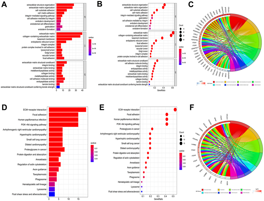 GO and KEGG enrichment analysis to 66 genes of intersection. Barplot (A), bubble plot (B) and chord diagram (C) of GO analyses of genes of intersection. Barplot (D), bubble plot (E) and chord diagram (F) of KEGG analyses of genes of intersection.