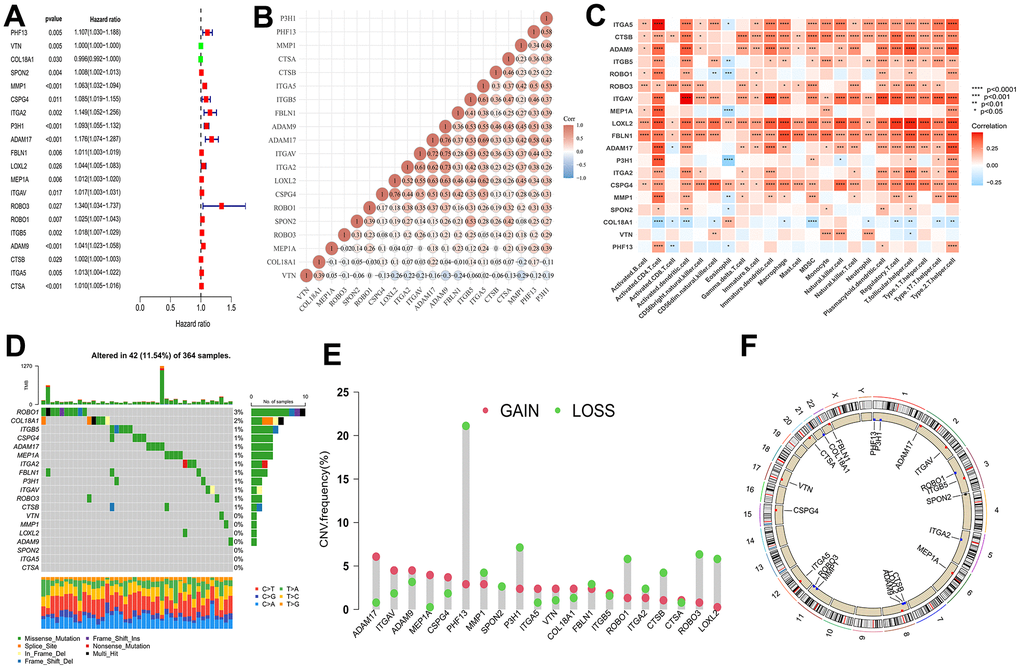 Multi-omics landscape by prognostic genes. (A) Univariate Cox regression analysis of genes. (B) Significant positive correlation between genes related to prognostic. (C) The correlation between genes related to prognostic and the infiltration level of 23 immune cells. (D) The mutation frequency of 20 BMGs in TCGA-LIHC cohort. Each column of the figure represents an individual patient. (E) The CNV variation frequency of BMGs (red and green plots separately represent CNV gain and CNV loss). (F) Locations of CNV alterations in BMGs on 23 chromosomes. * p 