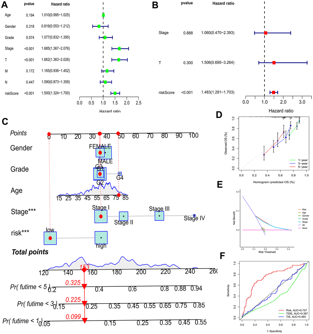 Efficacy estimate of prognostic model and nomogram. (A, B) Univariate Cox regression analysis of the model in the TCGA-LIHC cohort. (C) The nomogram consists of risk score and other clinicopathological parameters. (D) Calibration curves of the nomogram. (E) The decision curve analysis of the model in the TCGA-LIHC cohort. (F) AUC value of the BMs compared with other models in the TCGA cohort. *** p 