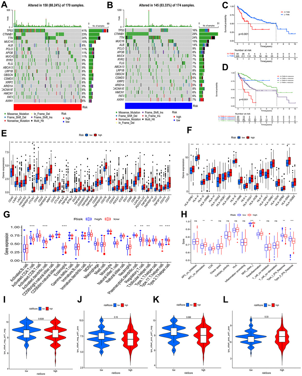 Analysis of tumor mutation and immune cell infiltration. (A, B) The waterfall plot showing the differences in somatic genomic mutation between high and low risk categories. (C, D) The Kaplan−Meier curve based on both TMB categories and the model for HCC patients. (E, F) Different risk categories expressed different levels of checkpoint genes and HLA genes. (G, H) Immune cell and immune function scores of different risk categories. Comparison of IPS between two risk categories. (I) CTLA4− PD1−, (J) CTLA4− PD1+, (K) CTLA4+ PD1−, and (L) CTLA4+ PD1+. ns p > 0.05; * p 