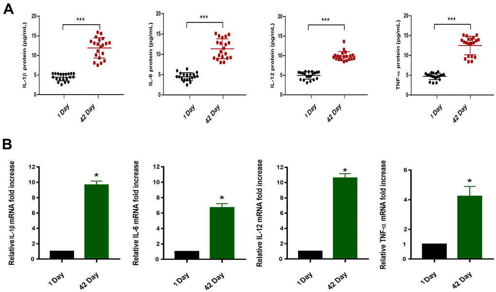 (A) Protein concentrations of IL-1β/IL-6/IL-12/TNF-α in the plasma of blood samples (n=20,****P). (B) Relative mRNA expression in blood samples of 1 Day and 42 Day (*P).