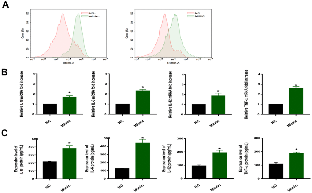 (A) Flow cytometric examination of CD86/NOS2 expression of macrophages. (B) qRT–PCR for examination of PPARα/ACC2/AMPK/CPT-1a mRNA expression (*P). (C) Protein concentrations of IL-1β/IL-6/IL-12/TNF-α in the media of cells from different groups (*P). NC: normal macrophages group; Mimic: macrophages transfected with the miR-33a-5p mimic. All data are means ± SD; n = 3.