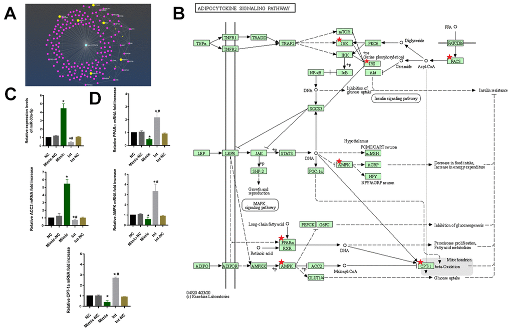 (A) The net plot of mir-33a-5p and its regulated mRNA target genes. (B) The signaling pathway of KEGG showed that the target mRNA genes were enriched in the adipocytokine signaling pathway and the PPARα/AMPK/CPT-1a pathway was the key signaling pathways. (C) qRT–PCR to examine miR-33a-5p expression. (*P vs NC, #P vs Mimic). (D) qRT–PCR to examine PPARα/ACC2/AMPK/CPT-1a mRNA expression. (*P vs NC, #P vs Mimic). NC: normal macrophages group; Mimic-NC: macrophages transfected with the mimic negative control; Mimic: macrophages transfected with the miR-33a-5p mimic; Int: macrophages transfected with the inhibitor; Int-NC:macrophages transfected with the negative inhibitor control. All data are means ± SD; n = 3.