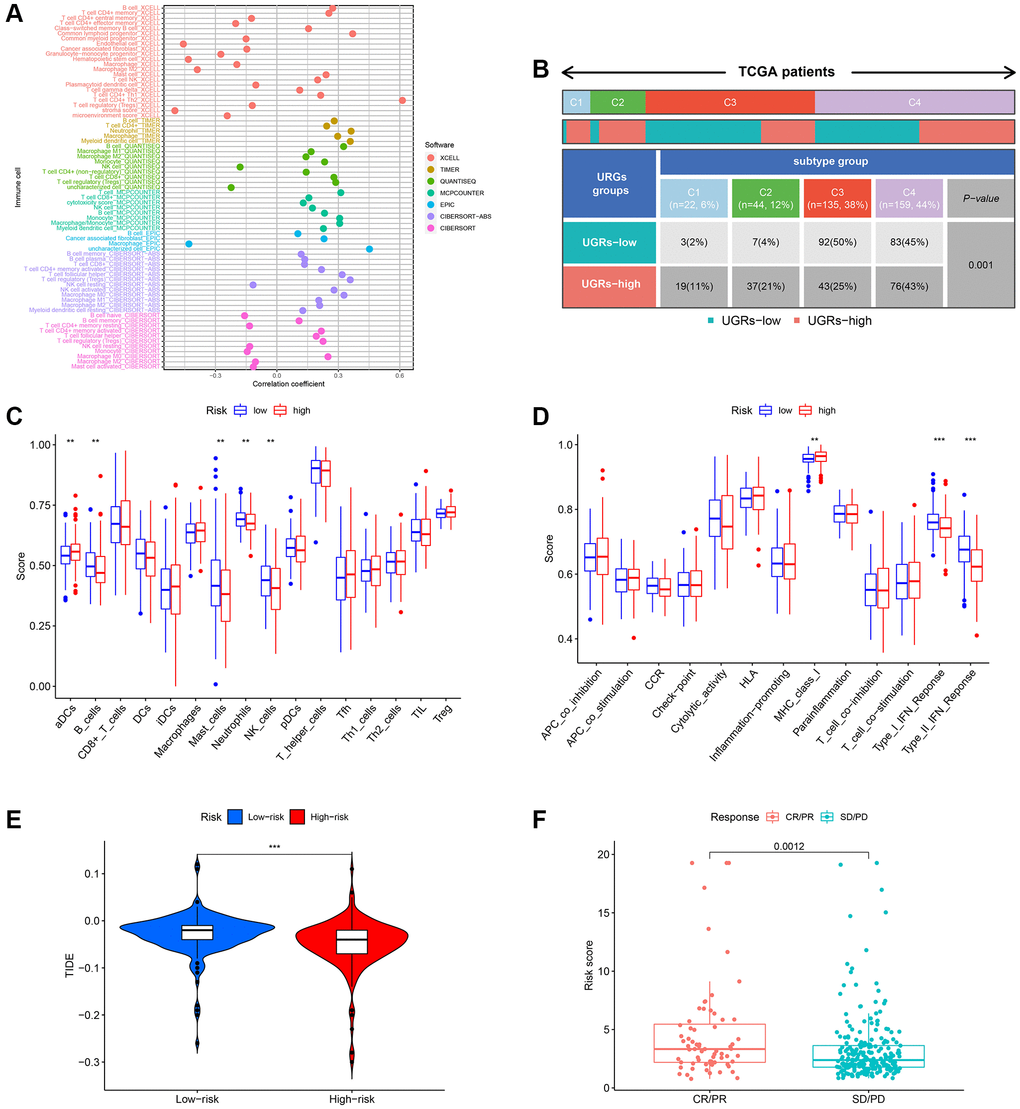 Evaluation of the infiltration of immune cells. (A) The XCELL, TIMER, QUANTISEQ, MCPCOUNTER, EPIC, CIBERSORT-ABS, and CIBERSORT algorithms were utilized to conduct correlation analysis between risk score and various immune cells. (B) The prevalence of TIME subtypes among TCGA patients. (C) Graphical representation of the infiltration of immune cells using a boxplot. (D) Boxplot illustrating the functionality of the immune system. (E) The TIDE score difference between the high-risk and low-risk groups. (F) Evaluating the risk score between the CR/PR and SD/PD groups. CR represents complete response, PR represents partial response, SD represents stable disease, and PD represents progressive disease.