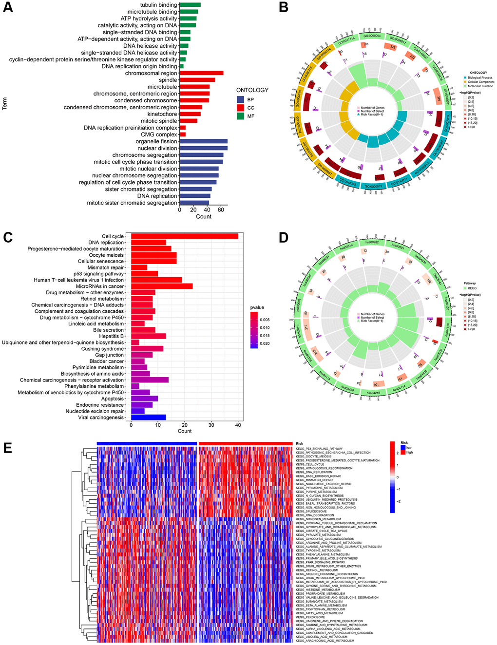 Investigation of the gene signature related to ubiquitination in the entire TCGA dataset using functional analyses. (A, B) Performing GO enrichment analysis on differentially expressed genes (DEGs) between the high-risk and low-risk groups. (C, D) Performing KEGG enrichment analysis on differentially expressed genes (DEGs) between the high-risk and low-risk groups. (E) Analysis of gene set variation (GSVA) in the high-risk and low-risk groups.