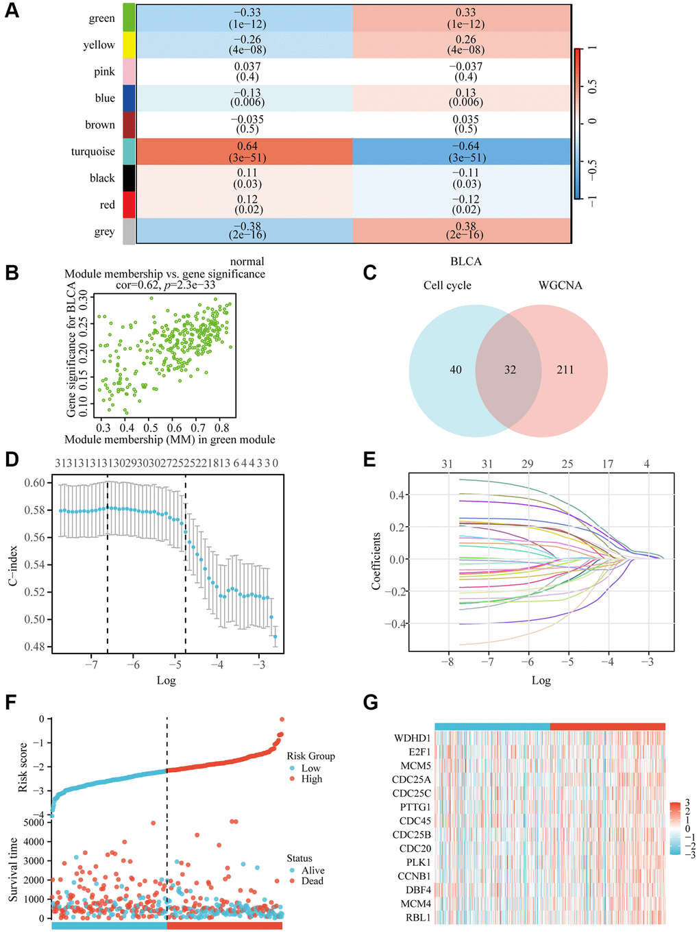 WDHD1 gene screening and prognostic model establishment. (A) Module–trait relationship heatmap. (B) Correlation between module members in the green module and gene significance in the BLCA. (C) Genes screened by WGCNA and genes associated with the cell cycle take intersections. (D, E) lambda and cvfit curves showing least absolute shrinkage and selection operator (LASSO) regression with minimum criteria. (F, G) distribution of risk scores in TCGA patients.