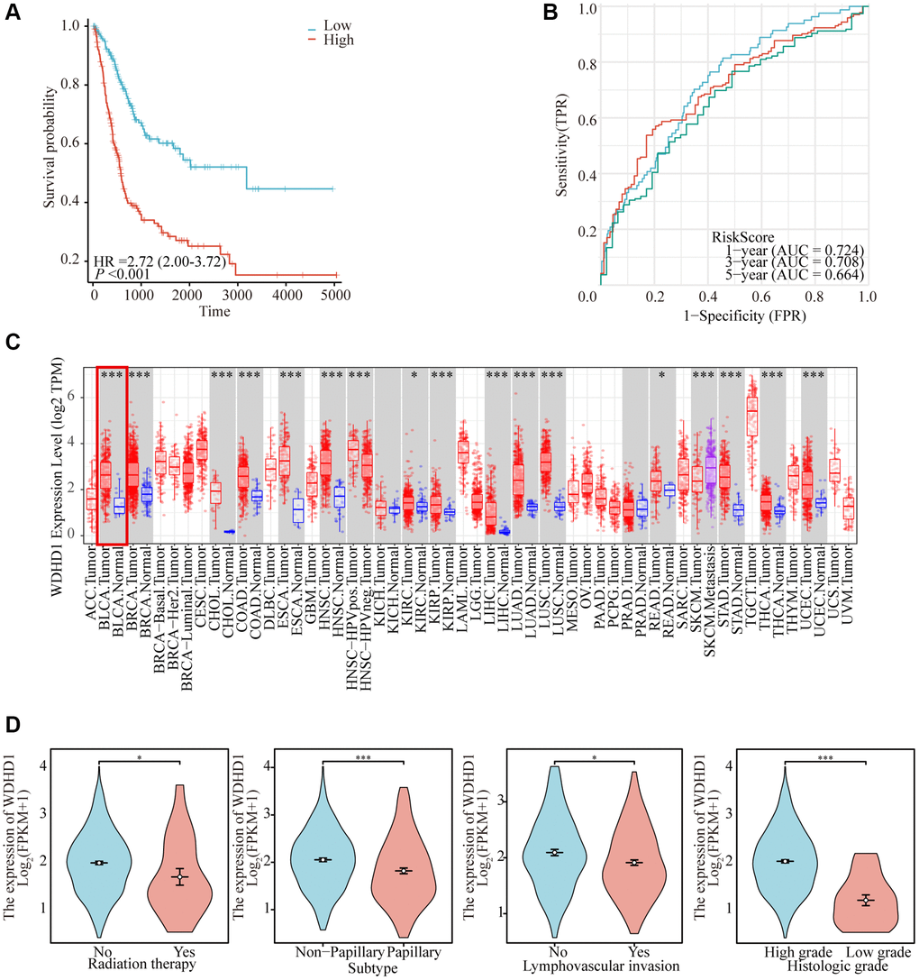 Comprehensive analysis of model reliability and gene expression. (A) Kaplan-Meier curves for overall survival in the TCGA-BLCA cohort for the low-risk and high-risk groups. (B) Time-dependent ROC analysis curves for 1-, 3-, and 5-year OS characteristics in the TCGA dataset. (C) Expression of WDHD1 in BLCA and paracancerous tissues (D) WDHD1 expression and clinicopathologic features.
