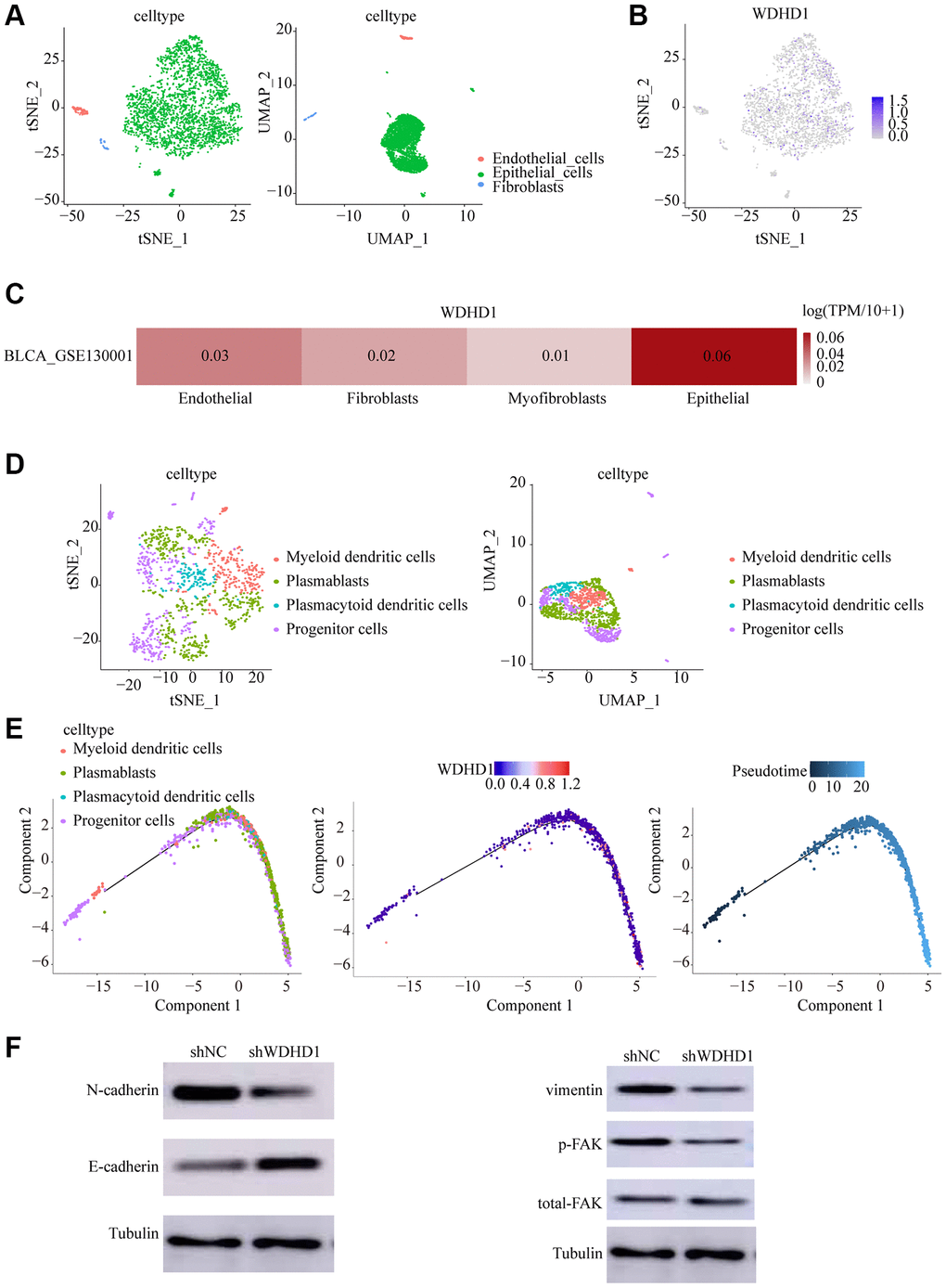 Cell dynamics in the progression of bladder cancer. (A, B) tSNE and UMAP cell clustering analysis to distinguish cell types in the tumor microenvironment. (C, D) Tumor cells showing WDHD1 expression sites. (D) epithelial cells were re-clustered using tSNE and UMAP. (E) Changes of cell types and WDHD1 expression with pseudotime analysis. (F) Western blot showed that decreased expression of WDHD1 inhibited the expression of N-Cadherin,Vimentin, phosphorylated focal adhesion kinase (p-FAK) .The tubulin was used as loading control. *p **p 