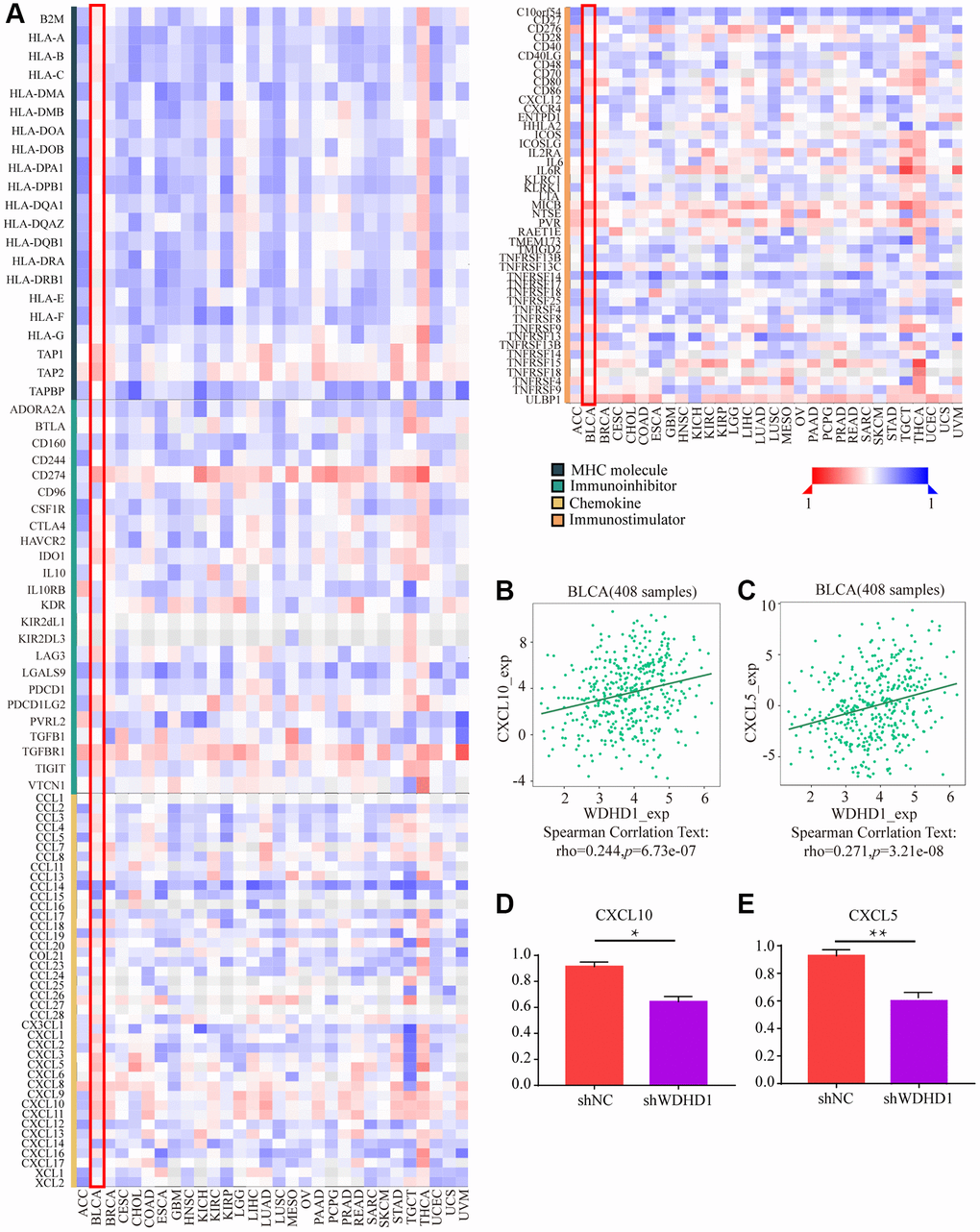 The effect of WDHD1 on immunological status in pan-cancers using the TISIDB. (A) Correlation between WDHD1 and immunomodulators (chemokines, MHC, immune stimulators and receptors). The color indicates the correlation coefficient. (B–E) Correlation of WDHD1 with the expression of chemokines CXCL10 and CXCL5.