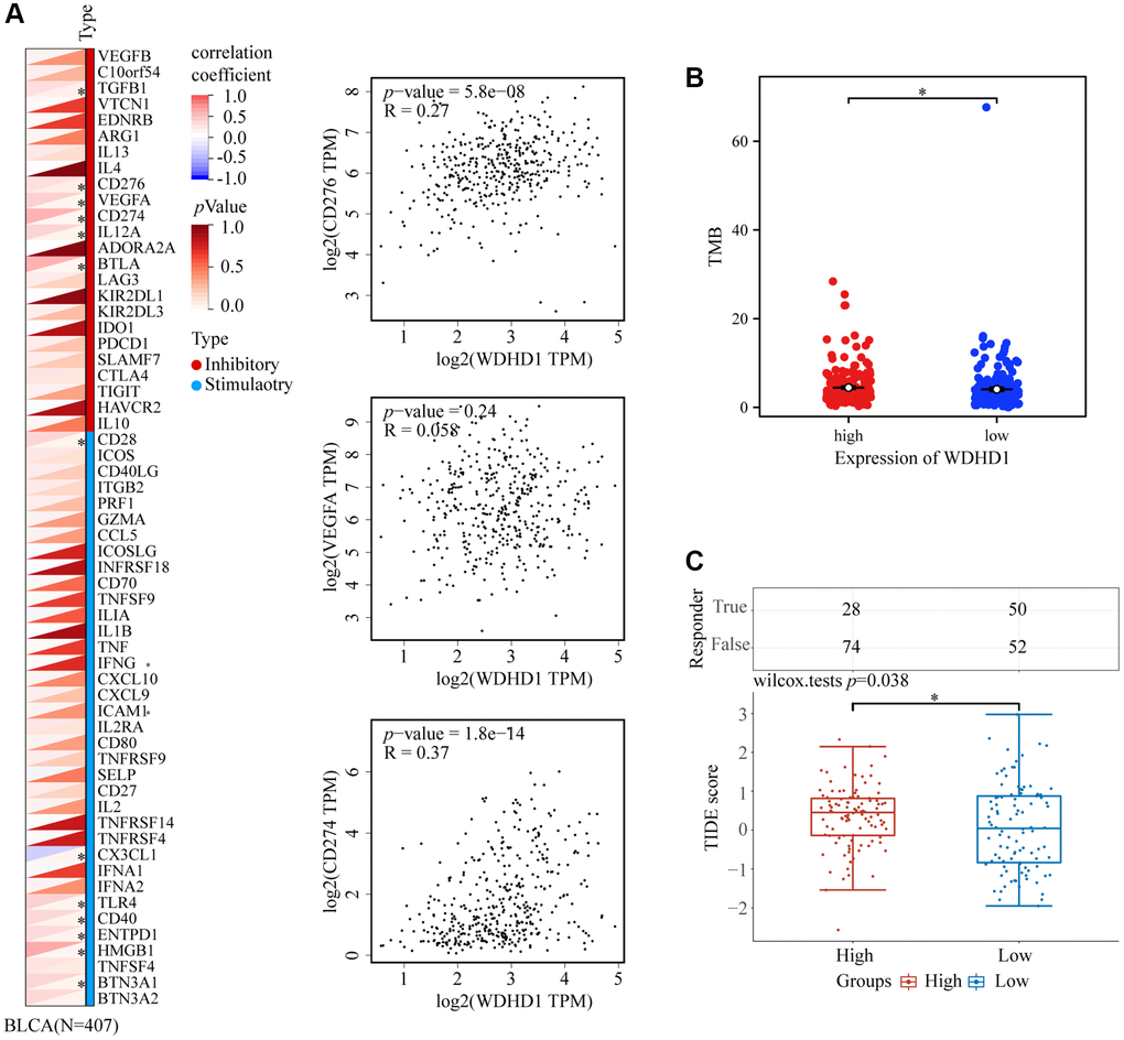 WDHD1-related immune responses in immunotherapy. (A) Heatmap of the correlation between WDHD1 and immune checkpoints. (B) Heatmap of correlation between WDHD1 and TMB from TCGA database. (C) Histograms of WDHD1-associated ICB treatment efficacy between WDHD1 high-expression and low-expression groups were obtained from the TCGA database by the TIDE algorithm. Low scores indicate good efficacy.
