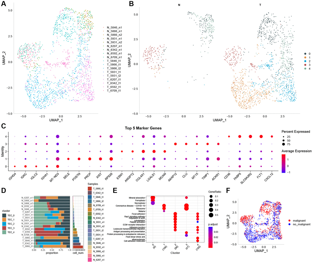 The identification of TEC clusters based on scRNA seq data of GC patients. (A) UMAP plot of the distribution of 18 samples. (B) UMAP plot of the distribution of five TEC clusters after clustering. (C) Dot plot of the top 5 marker gene expression of TEC clusters. (D) The proportion of the five TEC clusters in tumor samples and normal samples. (E) KEGG enrichment analysis of 5 TEC clusters. (F) UMAP distribution map of malignant and non-malignant cells predicted by Copykat package.