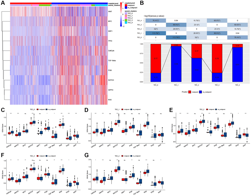 The characteristics of tumor-related pathways in TEC clusters. (A) Heatmap of 10 tumor-related pathway scores enriched in TEC cells. (B) Comparison of TEC clusters in malignant and non-malignant cells. (C–G) Comparison of GSVA score of each pathway between malignant and non-malignant cells in TEC