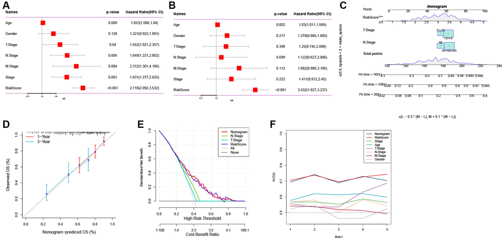 The development of a nomogram for predicting the prognosis of GC. (A, B) Univariate and multivariate Cox analysis of risk score and clinicopathological characteristics. (C) Nomogram model integrating the risk score and T stage, N stage was constructed. (D) Calibration curves for 1, 3 years of nomogram. (E) Decision curve for nomogram. (F) Comparison of predictive capacity of clinicopathological features and the nomogram using time-ROC analysis. ***P 