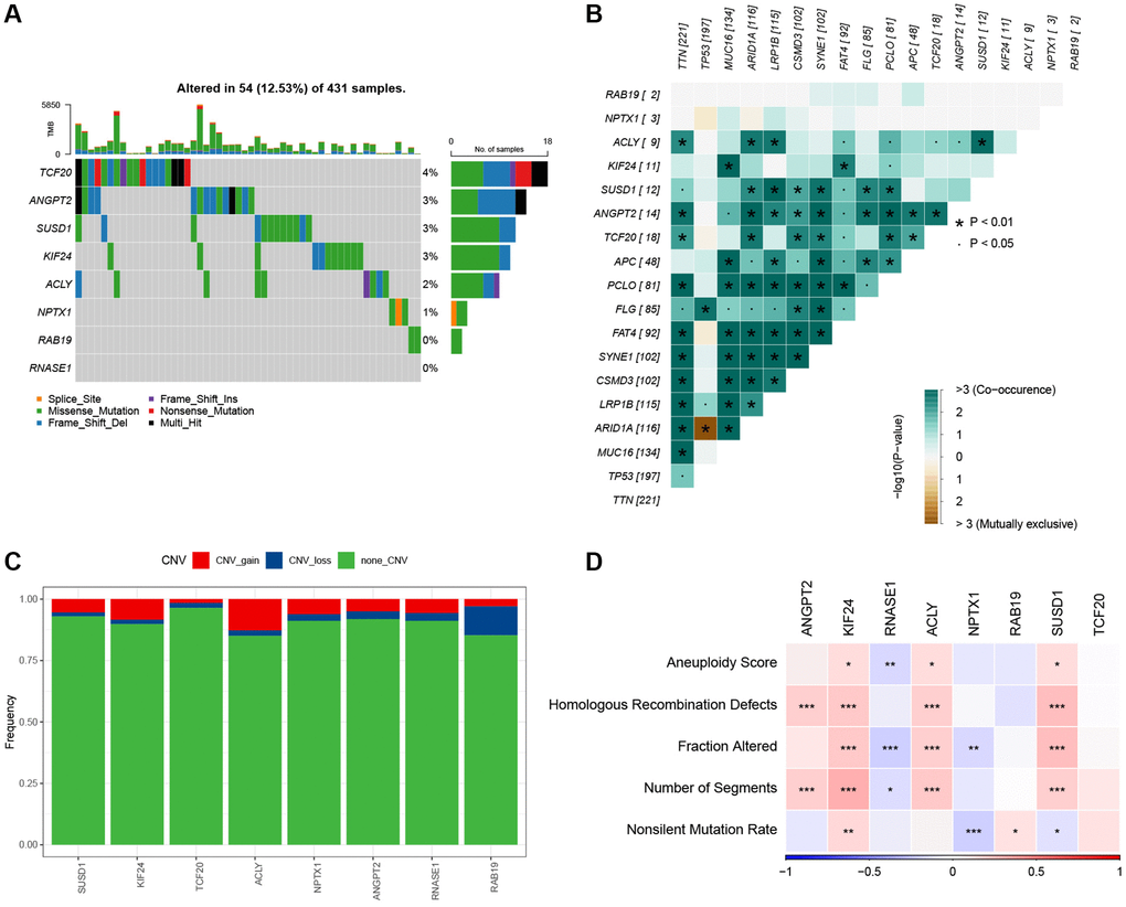 The characteristics of mutations of the genes included in the risk signature. (A) Waterfall diagram of SNV mutations of 8 key genes. (B) Colinearity and mutual exclusion analysis of 8 key genes and the 10 most mutated genes in tumors. (C) CNV mutations (gain, loss, none) of 8 key genes. (D) Correlation heatmap of 8 key genes with Aneuploidy Score, Homologous Recombination Defects, Fraction Altered, Number of Segments, and Nonsilent Mutation Rate.