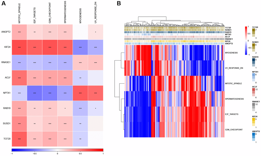 Identification of the pathways in which the risk genes are implicated. (A) Heatmap showing the correlation between genes and pathways. (B) Heatmap displaying the enrichment scores for key pathways. *P **P ***P 