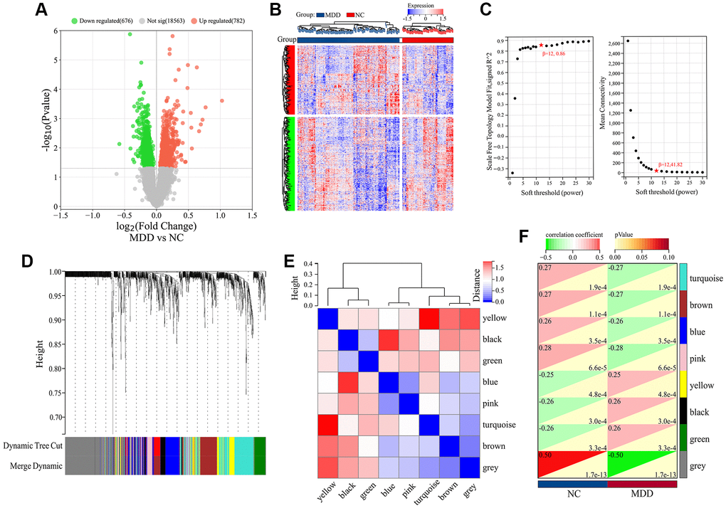 Differential expression and WGCNA analysis of DEGs in GSE98793 dataset. (A) Volcano plot of DEGs. (B) Hierarchical clustering of DEGs. (C) Scale independence and Mean connectivity as a function of soft-thresholding powers. (D) Cluster dendrogram. (E) Heatmap based on gene connectivity of modules. (F) Heatmap of clinical-trait associations.