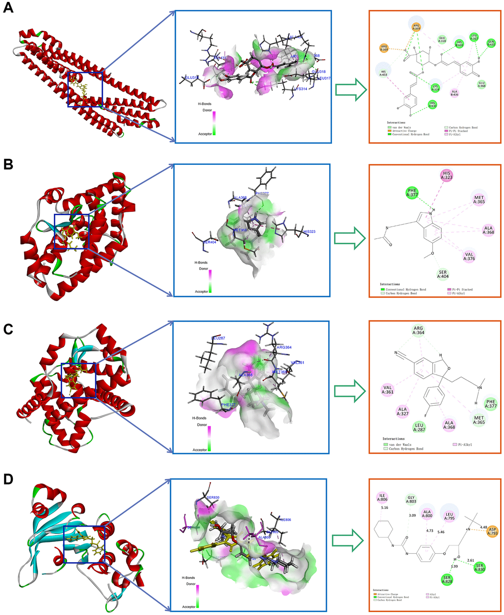 Top molecular docking results for 4 key CRGs and potential drugs. (A) Isochlorogenic acid B with APP. (B) Melatonin with RORA. (C) Citalopram with RORA. (D) Talinolol with ABCC2.
