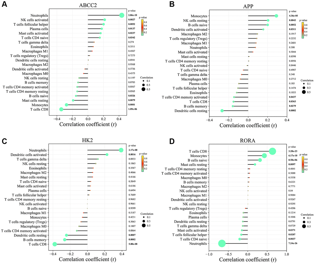 Correlation analysis between key circadian rhythm genes and immune cell infiltration levels. (A) ABCC2. (B) APP. (C) HK2. (D) RORA.