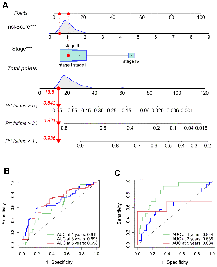 Prognostic nomogram was established by combining risk score and tumor stage characters. (A) Nomogram for assessing the 1-, 3-, and 5-year OS for HCC patients in the TCGA dataset. ROC curves of 1-, 3-, and 5-year in the TCGA (B) and ICGC (C) datasets.