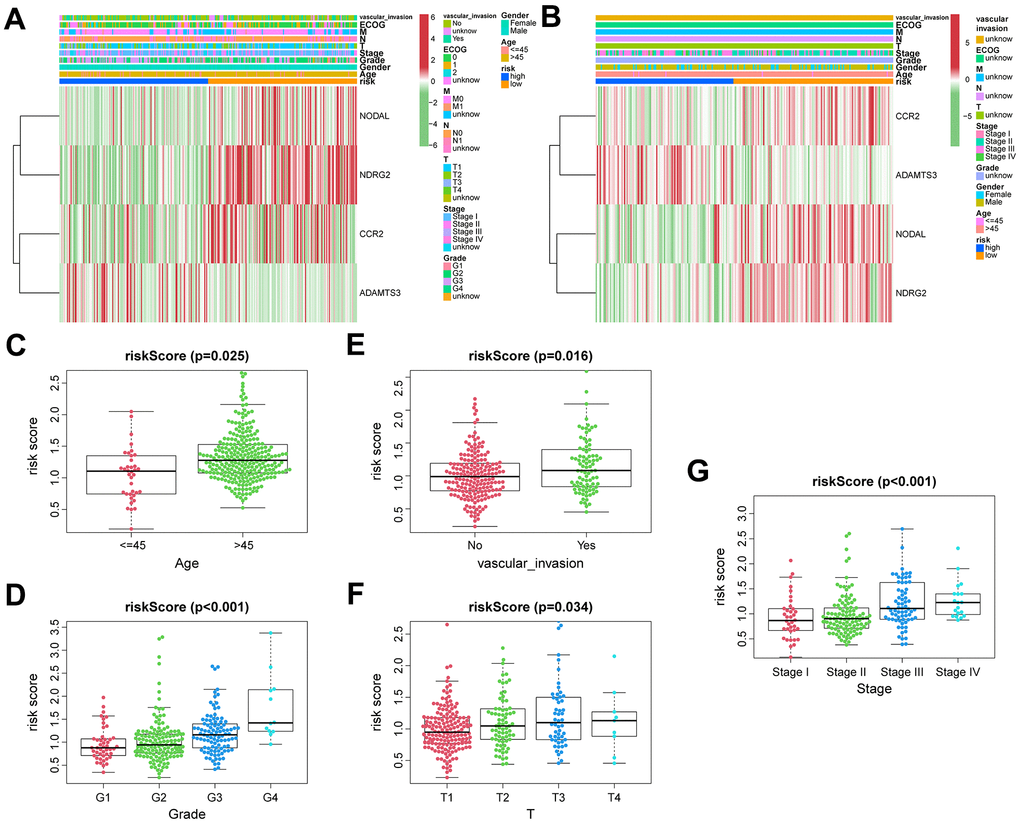 The correlation between clinicopathological factors and risk score. Heatmap of the correlations between clinicopathological characteristics of HCC and risk score in the TCGA (A) and ICGC (B) cohorts. Distribution of vascular endothelial growth factor production-related risk signature within HCC patients stratified by age, tumor grade, T classification, and vascular invasion in TCGA (C–F) and tumor stage in ICGC (G) cohorts.