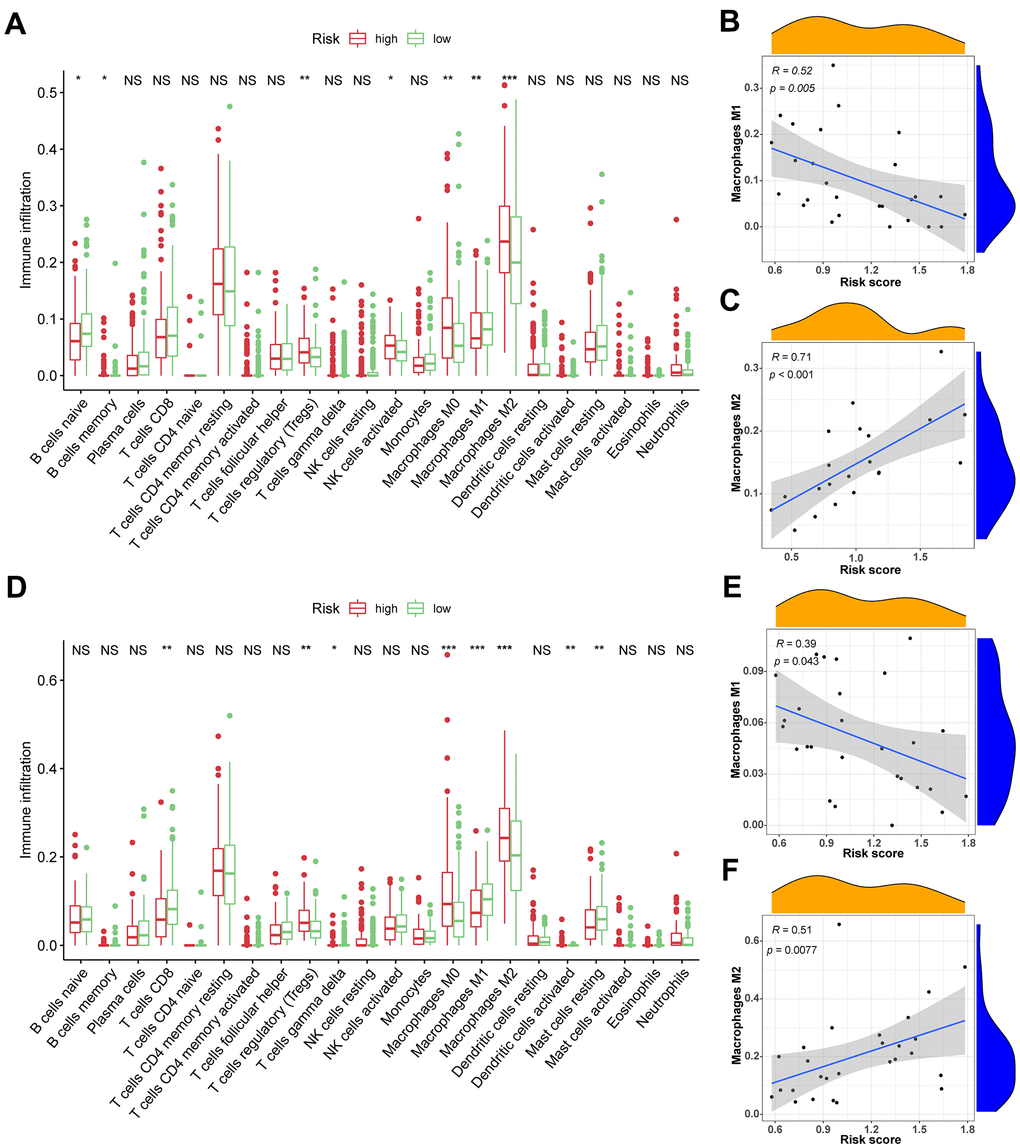 The association between TIICs and VPRS. (A) Differential analysis of 22 kinds of TIICs in the low and high-risk groups in training sets. (B, C) Spearman’s correlation analysis for risk score and M1 and M2 macrophages in TCGA cohorts, each dot plot represents a subject, and the correlation is fitted into a straight blue line. (D) Differential analysis of 22 kinds of TIICs in the low and high-risk groups invalidation sets. (E, F) Spearman’s correlation analysis for risk score and M1 and M2 macrophages in ICGC cohorts, each dot plot represents a subject, and the correlation is fitted into a straight blue line. R, rho; ***p 