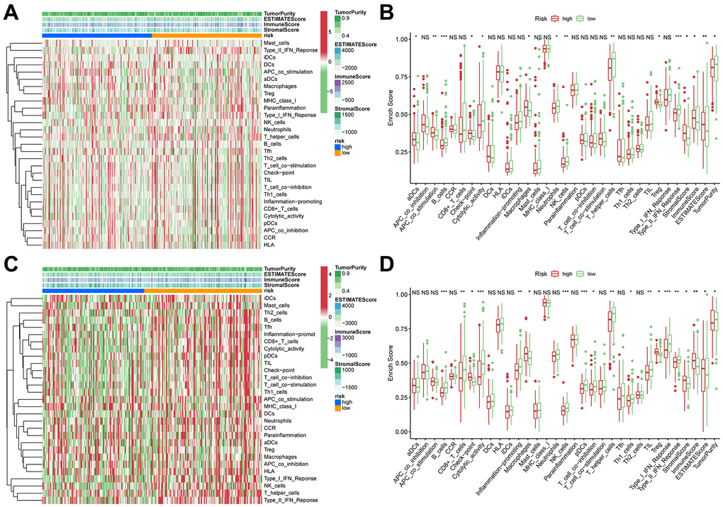 ssGSEA of immune hallmarks. (A) Heatmap of ssGSEA scores among high- and low-risk groups in training sets (green = negative, red = positive). (B) Boxplot of ssGSEA scores, immune score, stromal score, ESTIMATE score, and tumor purity among high- and low-risk groups in TCGA cohorts. (C) Heatmap of ssGSEA scores among high- and low-risk groups in validation sets (green = negative, red = positive). (D) Boxplot of ssGSEA scores, immune score, stromal score, ESTIMATE score, and tumor purity among high- and low-risk groups in ICGC cohorts. ***p 