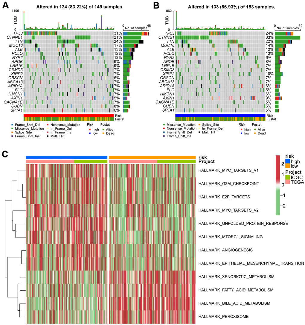 Gene set variation analysis and correlation between mutation and risk subtype. (A) Top 20 highly mutated genes in HCC high-risk group. (B) Top 20 highly mutated genes in HCC low-risk group. (C) Heatmap for the contribution of GSVA scores of hallmarks in high- and low-risk groups. The red color represents up-regulated terms in the high-risk group, green color shows the down-regulated terms in the low-risk group.