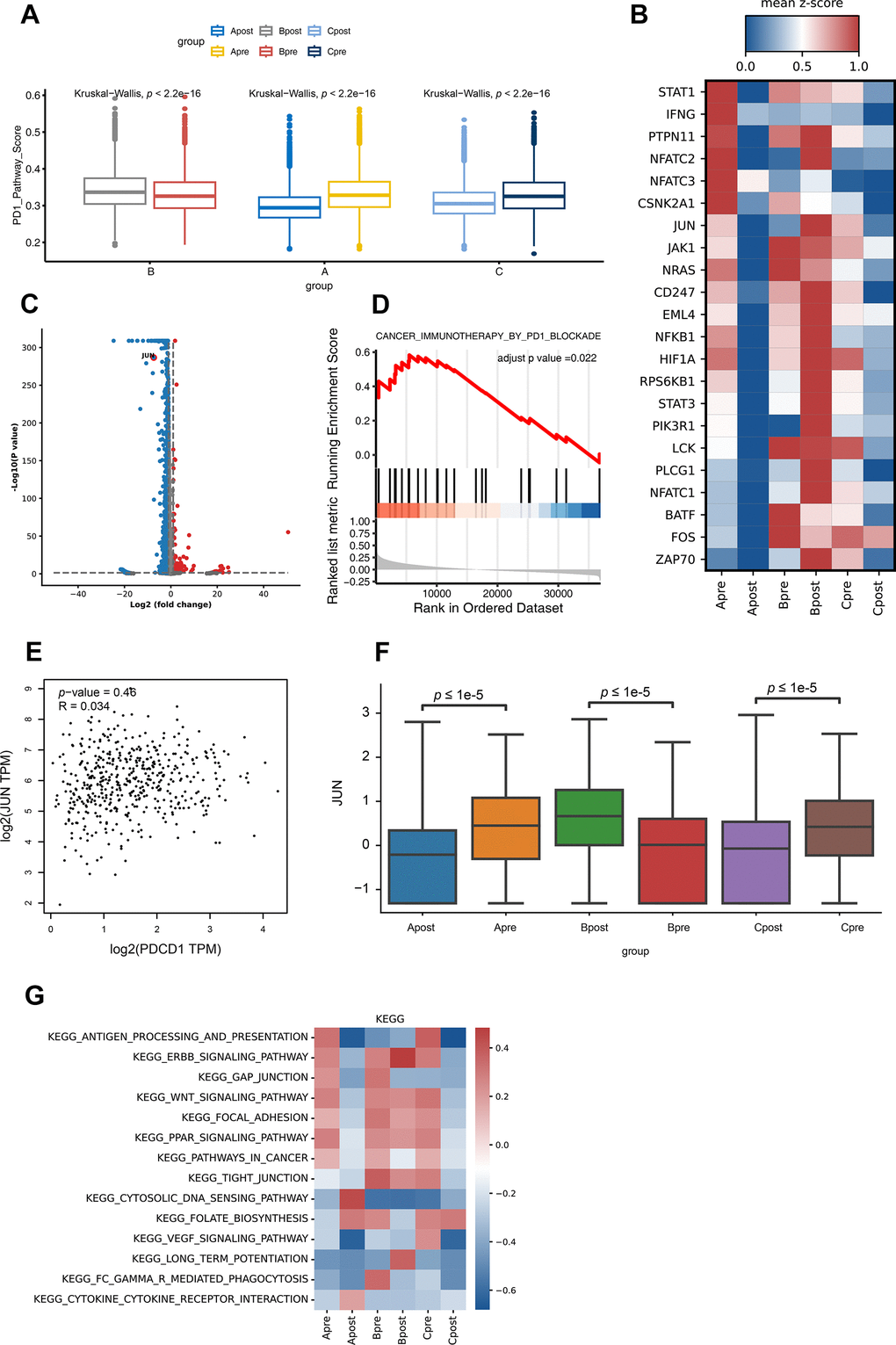 Differential gene expression of PD-1 pathway and KEGG pathway enrichment analysis for CD8 T lymphocytes in each group. (A) The PD-1 pathway score of group A, B and C in PD-1 blockade therapy pre-treatment (Apre, Bpre, Cpre) and post-treatment (Apost, Bpost, Cpost) using Box and whisker plots (value: cell proportion, t test, *:P≤0.05; **:P≤0.01; ***:P≤0.001; ****:P≤0.0001). (B) The hot plot showing differential genes in all groups before (pre) and during (post) the PD-1 blockade therapy (value: mean z-score; red: high expression; blue: low expression). (C) The JUN gene in CD8 T lymphocytes is shown by volcano plot before (pre) and during (post) the PD-1 blockade therapy (P-value 2FC| ≥ 1). (D) GSEA analysis of JUN in lung cancer expression data from TCGA. Result showed JUN positively involved in immunotherapy in PD1 blockade (adjust p-value E) The correlation expression between JUN and PDCD1 from LUAD RNA data in TCGA database. (F) The box plot showing the JUN expression level of CD8 T lymphocytes in group A, B and C before (pre) and during (post) the PD-1 blockade therapy. (G) GSVA analysis of 14 pathways for CD8 T lymphocytes in before (pre) and during (post) the PD-1 blockade therapy groups.