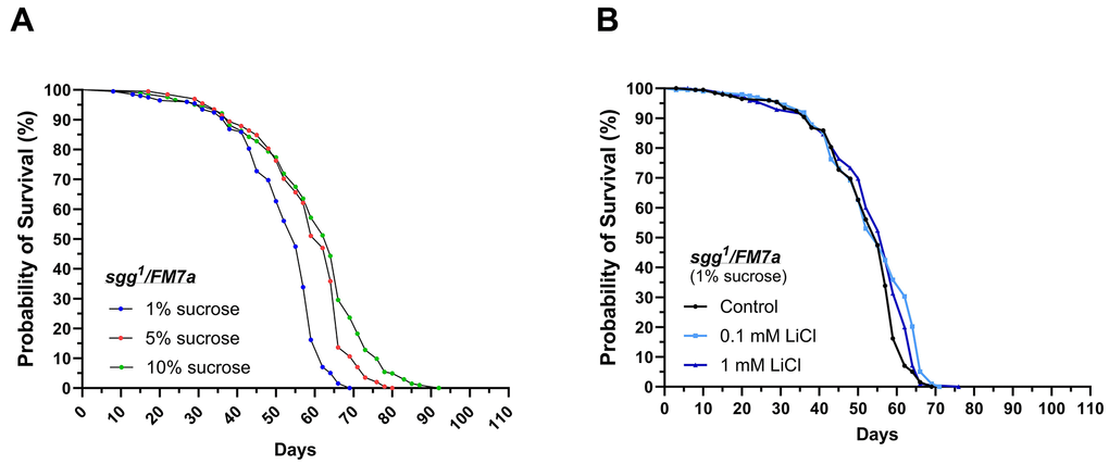 sgg1FM7a are less responsive to lithium but highly responsive to dietary sucrose in regards of lifespan extension. Female sgg1FM7a flies were subjected to life-long interventions receiving either the 1%, 5% or 10% experimental diet supplemented with 0, 0.1 or 1 mM LiCl. (A) Dietary sucrose promoted longevity in sgg1FM7a. (B) Supplementing 0.1 or 1 mM LiCl to the 1% sucrose diet mildly promoted survival in sgg1FM7a. Survival curves were compared using the Log-Rank Mantel-Cox test (p ≤ 0.05).