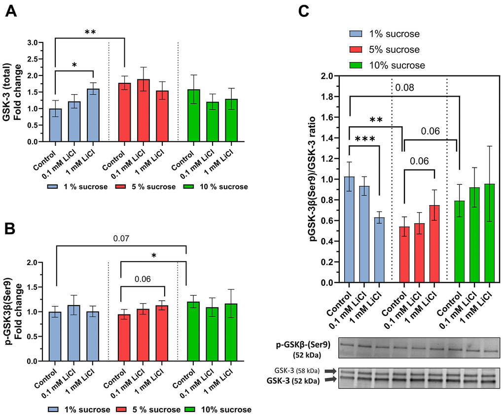 Dietary sucrose modulates lithium’s influence on the GSK-3 phosphorylation ratio. Whole-body protein extracts of w1118 females treated with the experimental diet were obtained for Western blot analysis. (A) 1 mM LiCl supplemented to the 1% sucrose diet elevated total levels of GSK-3 (Dunn’s multiple comparisons test, *p ≤ 0.05) as did elevating the dietary sucrose content up to 5% (Dunnett’s T3 multiple comparisons test, **p ≤ 0.005). (B) Lithium supplemented to the 5% sucrose diet elevated levels of p-GSK-3 similar to the 1% sucrose diet compared to the 5% and 1% sucrose diets (Dunnett’s T3 multiple comparisons test, *p ≤ 0.05). (C) Lithium significantly lowers the pGSK-3/GSK-3 ratio when added to the 1% sucrose diet (Dunn’s multiple comparisons test, ***p ≤ 0.001). In contrast, added to the 5% sucrose diet, lithium slightly elevated the pGSK-3/GSK-3 ratio. Co-administered to 10% sucrose, lithium had no significant impact on the pGSK-3/GSK-3 ratio. In general, pGSK-3/GSK-3 ratios of flies treated with the 1% sucrose diet were significantly higher than that of those receiving the 5% and 10% sucrose diets. Two known Drosophila GSK-3 isoforms were detected at 52 kDa (G, major isoform) and 58 kDa (SGG39). Overall, feeding the non-supplemented 5% sucrose diet generated the lowest levels of pGSK-3/GSK-3 ratio (Tukey’s multiple comparisons test, **p ≤ 0.005). All data are reported as mean ± SD.