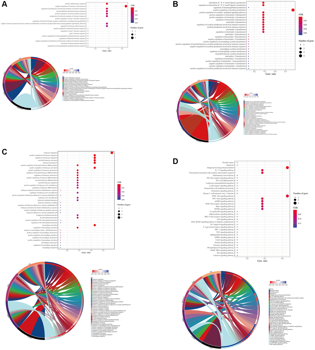 Formononetin targeted genes related to immune responses in immune cells of prostate cancer. Gene Ontology (GO) enrichment analysis showed the biological roles of formononetin in (A) immune response, (B) interleukins and cytokines production, and (C) leukocyte of immune cell cluster of prostate cancer. (D) Kyoto Encyclopedia of Genes and Genomes (KEGG) pathway enrichment analysis showed the roles of formononetin’s targets in apoptosis, and antigen presentation through the regulation of cell signaling pathways of immune cells. Lower panel of each figure was the Circos plot to show the involvement of gene in each item. The size of bubble represented the number of gene. The color of bubble represented the significance of the biological processes and pathways.