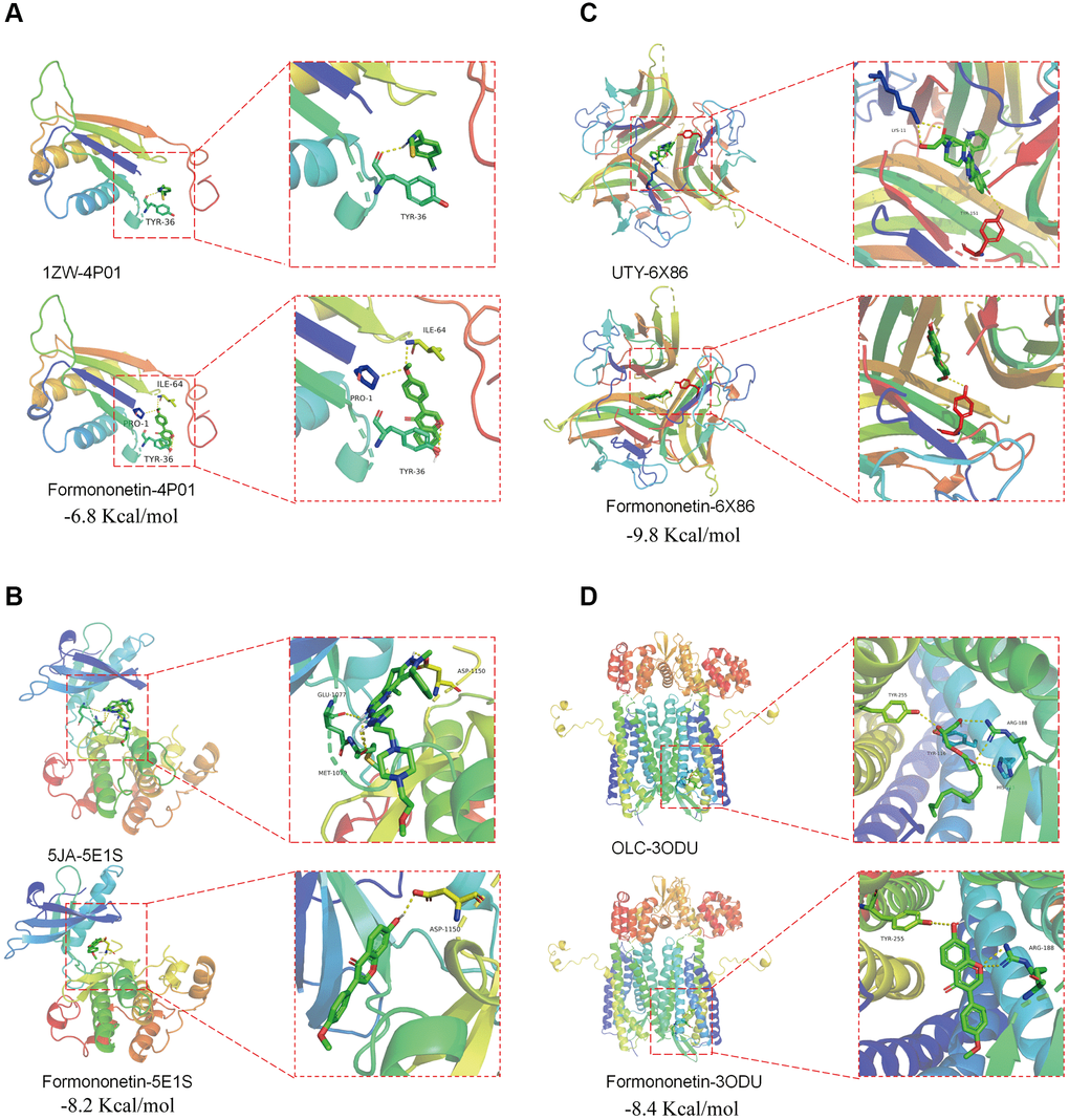 Potential binding of formononetin with its target proteins TP53 and CDK1. Molecular docking showed the binding of formononetin with (A) CD74 protein (PDB ID: 4P01), (B) INSR protein (PDB ID: 5E1S), (C) TNF protein (PDB ID: 6X86), and (D) CXCR4 protein (PDB ID: 3ODU).