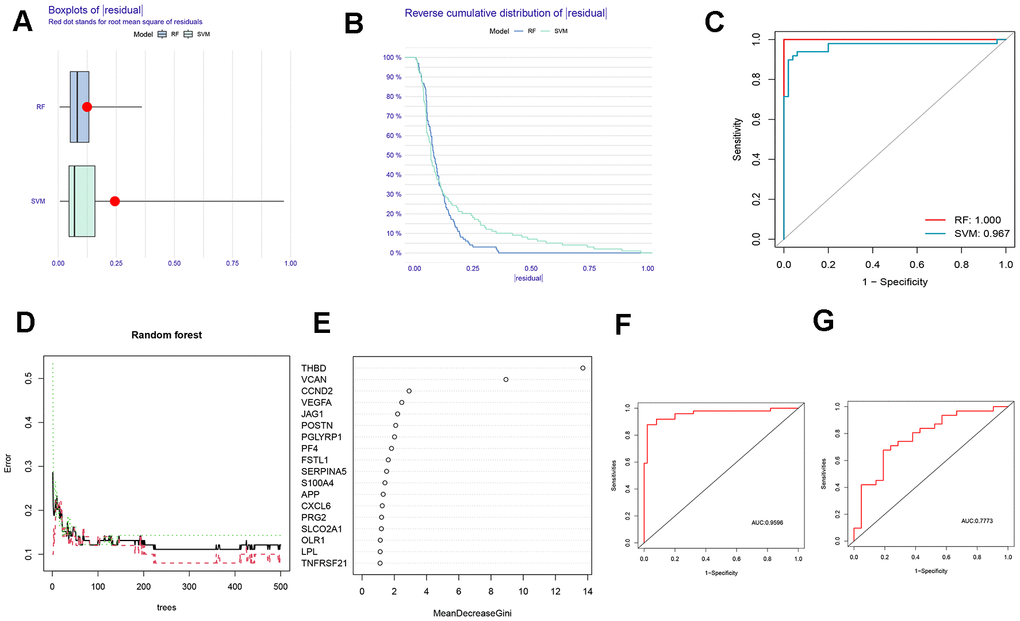 Comparison and selection of random forest (RF) and support vector machines (SVM). (A) Residual Boxplot of RF and SVM. (B) Reverse cumulative distribution of residual. (C) Receiver operating characteristic (ROC) curve of RF and SVM. The AUC of RF and SVM were 1.000 and 0,967, respectively. (D) RF prediction error curves based on a 10-fold cross-validation curve. Treat groups (red line), control groups (green line), and overall samples (black line). (E) The scoring plot of each gene. The higher the score, the more important. (F) The ROC curve of the logistic regression model constructed in AMI based on hub HRGs identified by RF algorithm in the training cohort. (G) The ROC curve of the logistic regression model constructed in AMI in the testing cohort.
