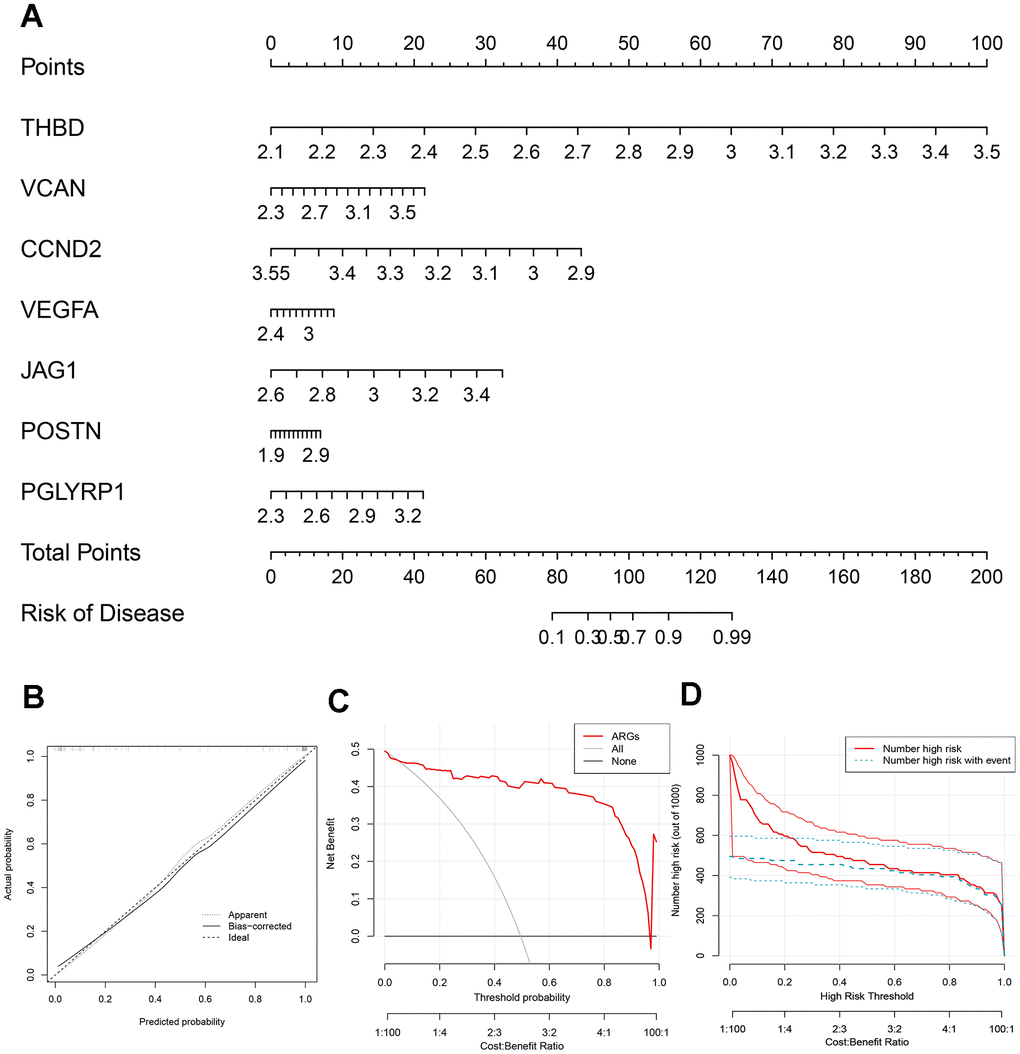 Construction of the nomogram. (A) The nomogram based on 7 signature ARGs. (B) The calibration curve: assessed prediction accuracy. (C) Decision curve analysis (DCA) evaluated the clinical utility of the predictive model. (D) The clinical impact curve (CIC) proved the clinical value of the predictive model.