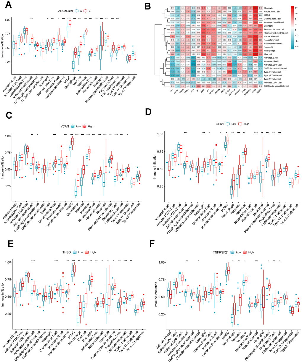 Immune cell infiltration analysis. (A) The correlation between infiltrating immune cells and ARG clusters. (B) Heat map of ARGs and immune cell relationships. (C–F) Comparison of immune cell abundance between the high and low expression groups of VCAN, OLR1, THBD, and TNFRSF21. *P P P 