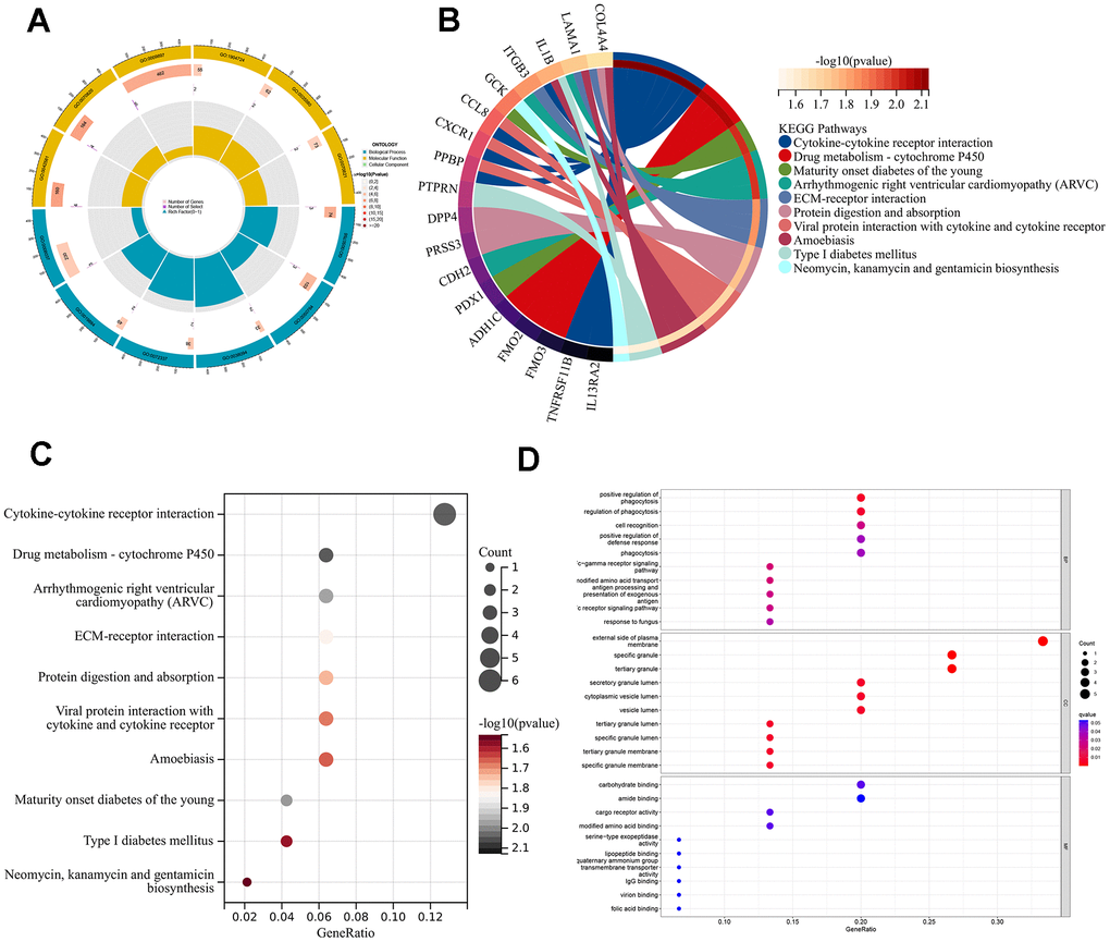 Enrichment analyses of DEGs in different ARG pantens. (A) GO enrichment analysis circle diagram. (B) Chordal graph of KEGG pathways and 18 genes. (C) A bubble chart for KEGG analysis. (D) A bubble chart for GO analysis.